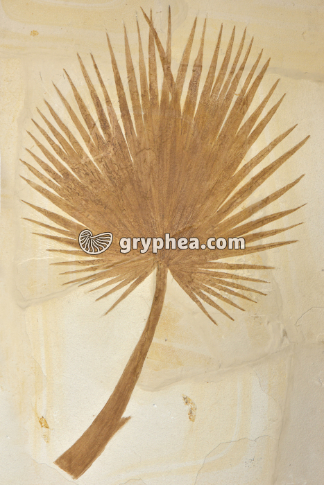 Feuille de Palmier fossilisée (environ 120 cm) - gryphea.org